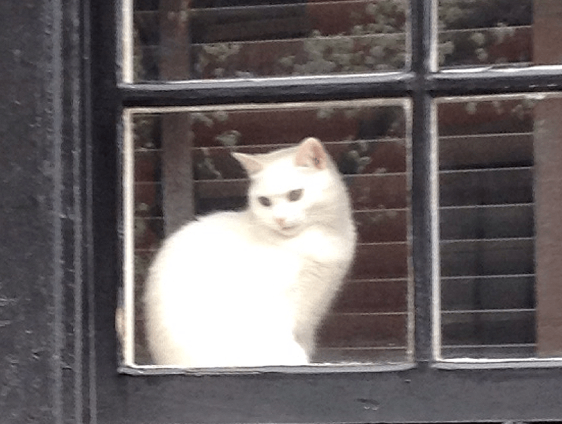 Cat Sitting in a Window